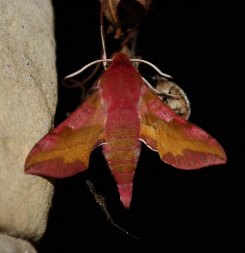 Réf. 206 887 : Deilephila porcellus